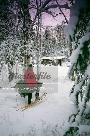 Man Carrying Christmas Tree and Axe Woods Snow Winter Cabin Southcentral Alaska