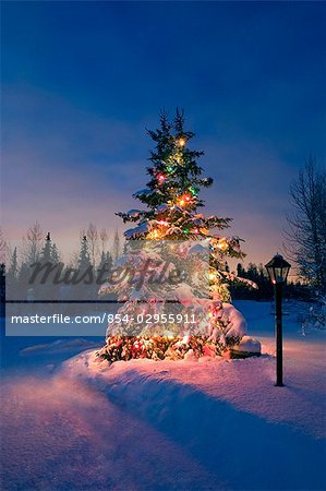 Decorated Christmas tree along near driveway of home @ night Anchorage Alaska Southcentral Winter