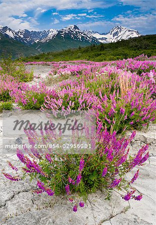 Eskimo Potato wildflowers with Chugach Mountains in the background during Summer in Alaska