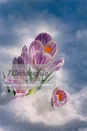 Crocus blossom peeking through snow spring portrait