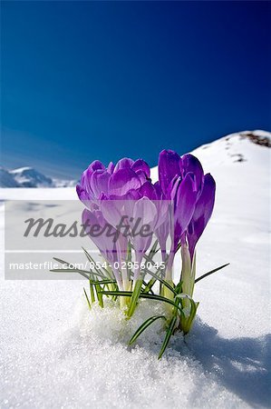 Crocus flower peeking up through the snow with mountains in the background. Spring. Southcentral Alaska.