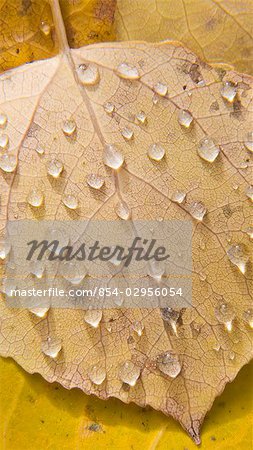 Yellow birch leaves with rain drops on forest floor in Eagle River Valley, Alaska