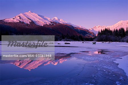 A black wolf walks along the frosty shoreline of a river in Alaska's Tongass Forest with alpenglow on the surrounding mountain peaks, COMPOSITE