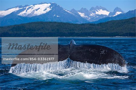 A Humpback Whale lifts its flukes just before sliding back beneath the waters of Lynn Canal with the snow covered peaks of Coastal Range in the background, COMPOSITE