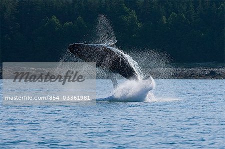 A humpback whale calf breaches, Dundas Bay, Glacier Bay National Park, Inside Passage, Alaska.