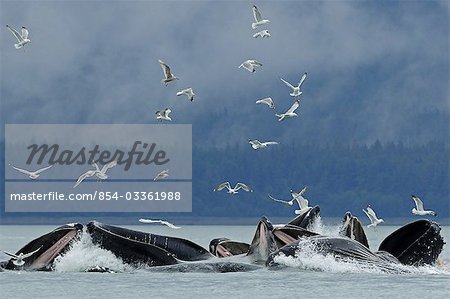 Humpback whale bubble net feeding for herring near Juneau with gulls overhead during Summer in Southeast Alaska Humpback whale bubble net feeding for herring near Juneau with gulls overhead during Summer in Southeast Alaska