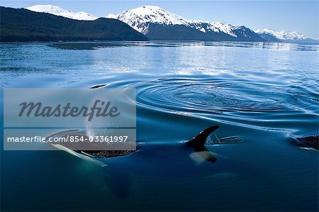 Orca Whales surface in Lynn Canal with the Chilkat Mountains in the distance, Inside Passage, Alaska
