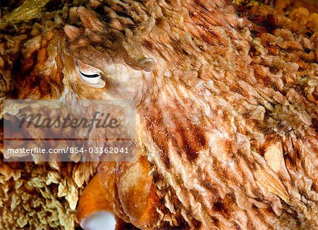 Underwater close up of a Giant Pacific Octopus, British Columbia, Canada