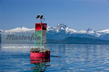 A pair of  Bald Eagles  perched on a bouy in Lynn Canal while sea lions sun on the bottom of the buoy, Inside Passage, Alaska.