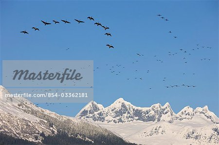 Ducks and Geese migrate south as winter snow begins to accumulate in the mountains of Alaska's Coast Range in the Tongass Forest, Inside Passage. Ducks and Geese migrate south as winter snow begins to accumulate in the mountains of Alaska's Coast Range in the Tongass Forest, Inside Passage.