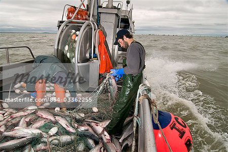 Commercial fishermen pick fish from a stern net, Bristol Bay