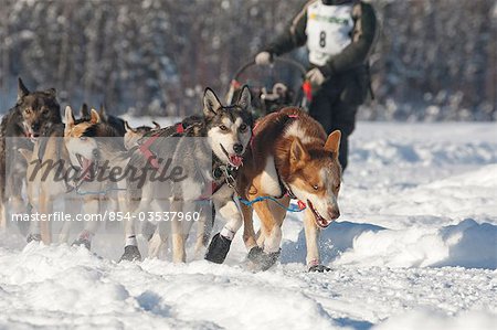 On the in-bound trail nearing the finish line of the 2009 Junior Iditarod in Willow, Alaska