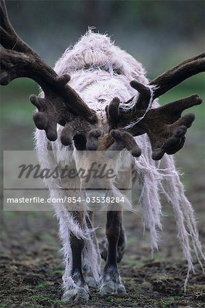 CAPTIVE Close up of a caribou shedding its winter coat at the Alaska Wildlife Conservation Center during Summer in Southcentral Alaska CAPTIVE