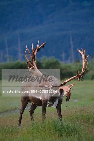 CAPTIVE: Bull caribou at the Alaska Wildlife Conservation Center during Summer in Southcentral Alaska CAPTIVE