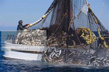 Commercial fishermen aboard seiner boat haul in net full of Pink Salmon  Chatham Straight Southeast Alaska - Stock Photo - Masterfile -  Rights-Managed, Artist: AlaskaStock, Code: 854-03538509