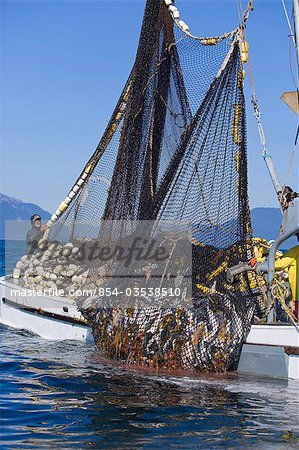 Commercial fishermen aboard seiner boat haul in net full of Pink Salmon  Chatham Straight Southeast Alaska - Stock Photo - Masterfile -  Rights-Managed, Artist: AlaskaStock, Code: 854-03538510