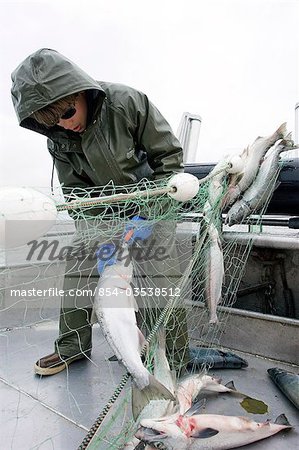 Commercial fisherman untangle a sockeye salmon from a gillnet aboard a  commercial fishing boat Bristol Bay Alaska - Stock Photo - Masterfile -  Rights-Managed, Artist: AlaskaStock, Code: 854-03538512