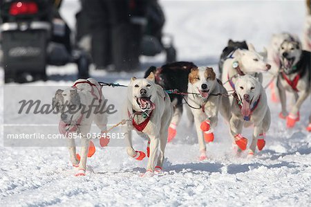 Musher Chris Adkins's team running on Long Lake during the 2010 Iditarod restart in Willow, Southcentral Alaska, Winter/n