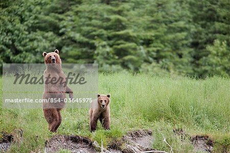 Brown bear female stands  with her cub in tall grasses, Prince William Sound, Chugach Mountains, Chugach National Forest, Southcentral Alaska, Summer