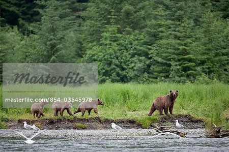 Brown bear sow walks along a stream with her three cubs, Prince William Sound, Chugach Mountains, Chugach National Forest, Alaska, Southcentral, Summer