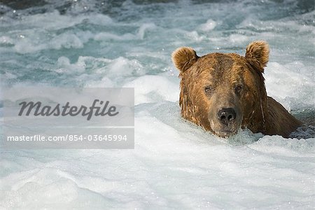 Adult Brown Bear swimming in the turbulent waters below Brooks Falls at Katmai National Park, Southwest Alaska, Summer