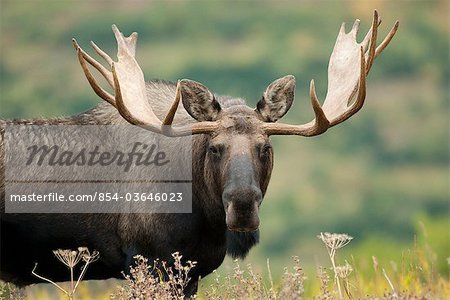 Portrait of a bull moose during the rutting season in the Glen Alps area of Chugach State Park near Anchorage, Southcentral Alaska, Fall/n