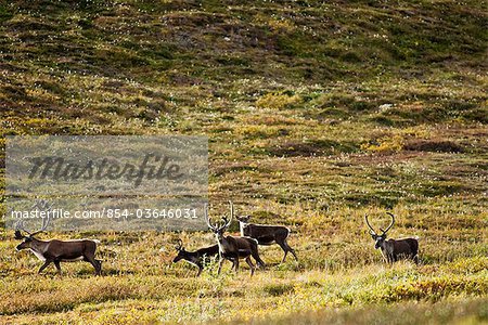 A group of bull caribou  migrate through Gates of the Arctic National Park & Preserve in the area near the Alatna River headwaters, Arctic Alaska, Fall