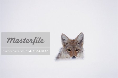 Coyote peering over a snow drift, Yellowstone National Park, USA, Winter