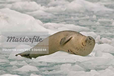 Harbor seal sleeps on ice floe near Harvard Glacier in College Fjord, Prince William Sound, Southcentral Alaska, Summer