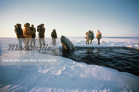 Local Alaskans & News Crews view whales trapped by sea ice through a breathe hole near Point Barrow during the 1988 California Gray Whale Rescue, Arctic Alaska, Winter/n Local Alaskans & News Crews view whales trapped by sea ice through a breathe hole near Point Barrow during the 1988 California Gray Whale Rescue, Arctic Alaska, Winter/n