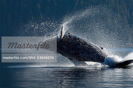 Humpback Whale breaching in the waters of the Inside Passage, Southeast Alaska, Summer