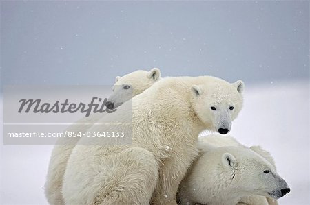 During a light snow storm two Polar Bear (Ursus maritimus) cubs snuggle next to their resting mother,  Churchill, Manitoba, Canada, Winter