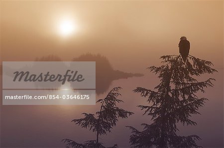 Bald Eagle perched in the top of a Hemlock tree overlooking the islands of the Inside Passage and Tongass National Forest during a misty sunset in Southeast Alaska, Winter, COMPOSITE