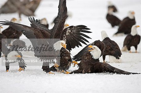 Two adult Bald Eagles (Haliaeetus leucocephalus)  fight on the snow covered ground over a herring fish  Homer Spit, Homer, Kenai Peninsula, Southcentral Alaska, Winter