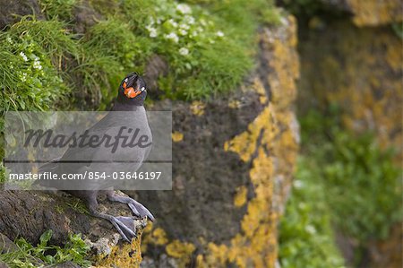 Crested Auklet perched on a rock surrounded by green vegetation, Saint Paul Island, Pribilof Islands, Bering Sea, Southwest Alaska