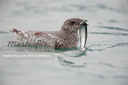 Kittlitz's Murrelet swimming with a  herring fish in its bill, Columbia Bay, Prince William Sound, Alaska Southcentral, Summer IUCN Critically Endangered