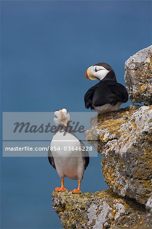 Horned Puffin pair perched on rock ledge with the blue Bering Sea in background, Saint Paul Island, Pribilof Islands, Bering Sea, Southwest Alaska