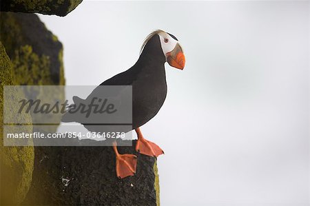 Tufted Puffin perched on rock ledge, Saint Paul Island, Pribilof Islands, Bering Sea, Southwest Alaska