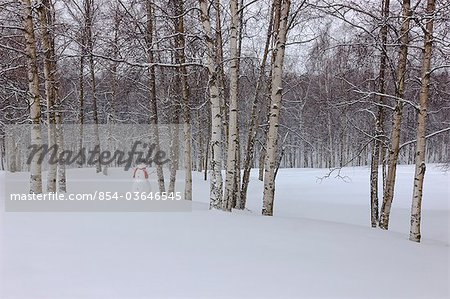 Snowman wearing a scarf and black top hat standing in a snow covered birch forest, Russian Jack Springs Park, Anchorage, Southcentral Alaska, Winter