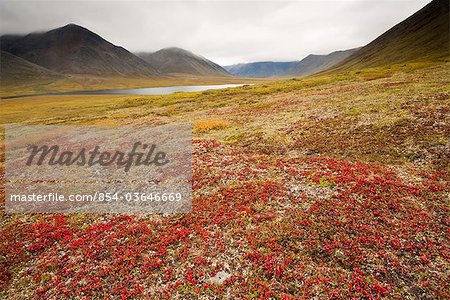 View of colorful bearberry creeping across tundra near the headwaters of Alatna River in Gates of the Arctic National Park & Preserve, Brooks Range, Arctic Alaska, Fall