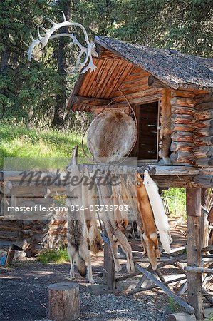 Furs hang from log cabin cache at the Chena Indian village on the Riverboat Discovery tour,   Fairbanks, Interior Alaska, Summer