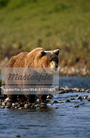 Grizzly bear wades in Mikfik Creek, McNeil River State Game Sanctuary, Southwest Alaska, Summer