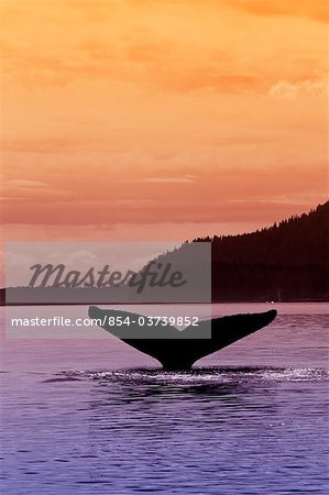 Silhouette of a humpback whale's fluke as it returns to the depths of Seymour Canal at sunset, Admiralty Island beyond, Inside Passage, Tongass National Forest, Southeast Alaska, Summer
