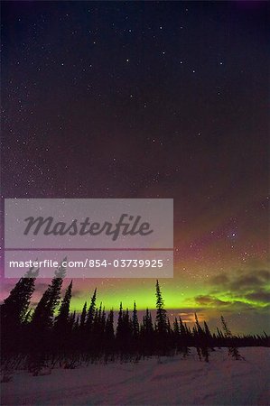 Silhouette of spruce trees against a Northern Light filled sky in Broad Pass, Southcentral Alaska, Winter