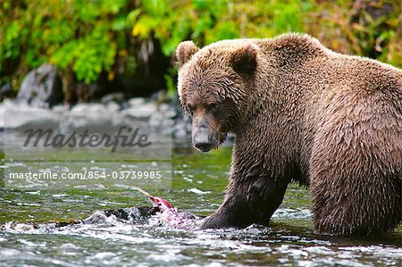 Close up view of an adult  Brown Bear fishing for salmon in the Russian River, Kenai Peninsula, Southcentral Alaska, Summer