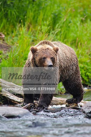 Close up portrait of an adult Brown Bear fishing for salmon in the Russian River, Kenai Peninsula, Southcentral Alaska, Summer