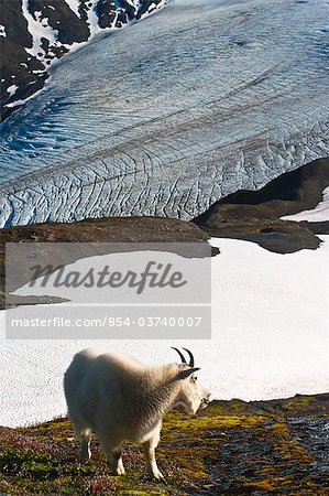 Mountain Goat stands on a mountainside with Harding Icefield in the background, Kenai Fjords National Park, Kenai Peninula, Southcentral Alaska, Summer Mountain Goat stands on a mountainside with Harding Icefield in the background, Kenai Fjords National Park, Kenai Peninula, Southcentral Alaska, Summer
