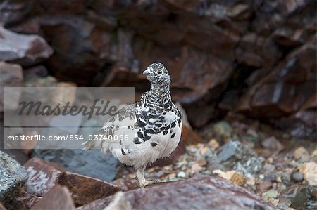 White-tailed Ptarmigan stands on an alpine rock pile on Cathedral Mountain in Denali National Park and Preserve, Interior Alaska, Summer
