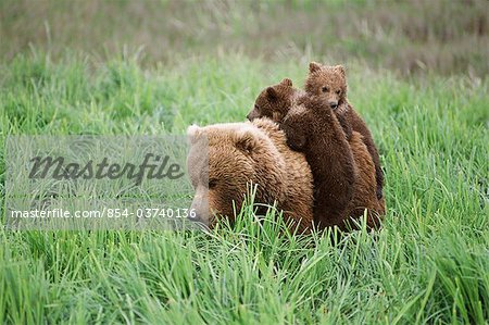 Two brown bear cubs ride on their mother's back through sedge grasses near McNeil River in McNeil River State Game Sanctuary, Southwest Alaska, Summer