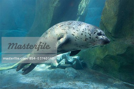 Adult Harbor Seal swims underwater at the Alaska Sealife Center in Seward, Kenai Peninsula, Southcentral Alaska, Spring, Captive